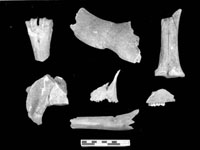 Faunal Bone Fragments