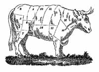 Image of a Cow