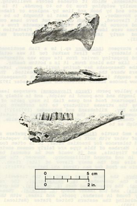 Photograph of faunal remains
