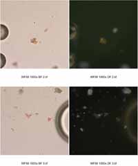 Microscopy Images