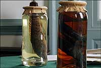 Specimens in formaldehyde, typical of what would have been available in the 18th century.