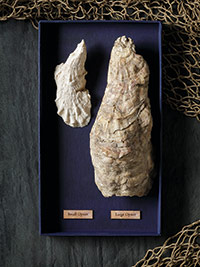 The height and length of the shells offer clues about whether the specimen is a bed, sand, channel or reef oyster. Smaller shells indicate that a demanding consumer market may have forced oysters to be harvested before they were full grown.