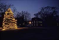 Christms tree lit at night