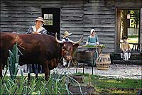 Colonial Williamsburg interpreter Carrie MacDougal brushes a red Milking Devon, with Ian MacDougal, Rachel Harcourt, and Martin Harcourt in the background.