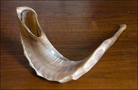 A shofar, crafted from a ram's horn.
