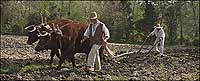 Using oxen to plow a field