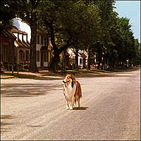 A lost Lassie takes a turn down DOG street in a 1966 broadcast.