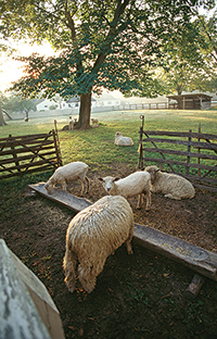 A few years after the Milking Devons arrived, the Rare Breeds program expanded with the introduction of Leicester Longwool sheep.