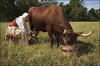 Elaine Shirley milking one of Colonial Williamsburg's
Devon cows.