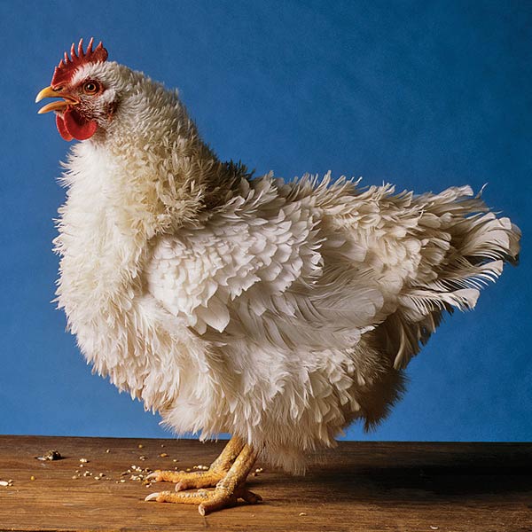 All hail the hen! Chickens were revered for centuries before they