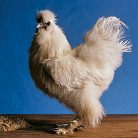 Top to bottom, four of the five breeds raised and exhibited at Colonial Williamsburg: Nankin, Frizzle, Polish, and Silkie.