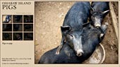 Pigs slideshow