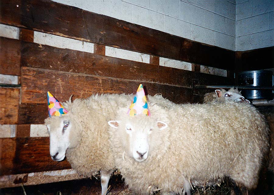 Photo of Leicester Longwool Sheep Arriving from Tasmania, Australia, 1990.