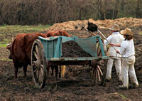 Field hands load a cart with dirt