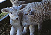 Out with the old, in with the ewe–and her lamb: one of Colonial Williamsburg’s Leicester Longwool sheep tends to her young.