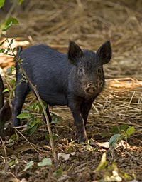 Ossabaw pigs for food
