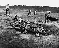 African Americans collect bones from some of the 10,000–16,000 soldiers killed at the Battle of Cold Harbor.
