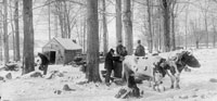 Workers in a maple syrup camp, around the turn of the twentieth century. Man, beast, and child were involved in the winter work.