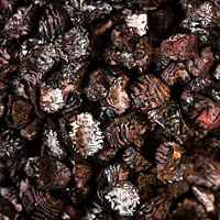 Close-up of cochineal bugs, source of the carmine color prized by kings, churchmen, and the military.