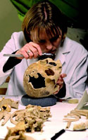 Forensic anthropologist Karin Bruwelheide measuring a colonial-era skull at the Smithsonian Institution's Museum of Natural History.